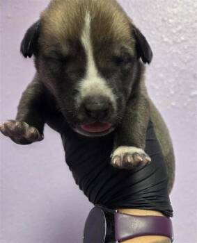 Robert* -  Australian Cattle Dog Blue Heeler and Mixed Breed Dog Available for Adoption in El Paso, Texas - Robert* | PetCurious