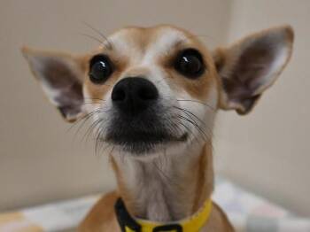 Fern -  Chihuahua Dog for Adoption in Portland, Oregon - Fern | PetCurious