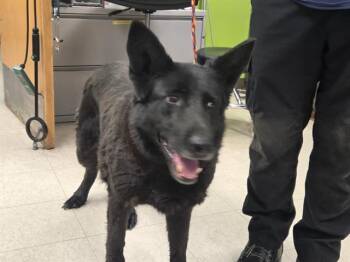 SHASTA -  German Shepherd Dog Dog for Adoption in Kent, Washington - SHASTA | PetCurious