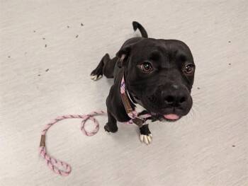 ALLIGATOR -  Pit Bull Terrier and Mixed Breed Dog for Adoption in Colorado Springs, Colorado - ALLIGATOR | PetCurious
