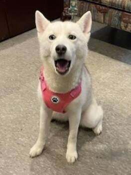 Husky Dogs Available for Adoption - Nina | PetCurious