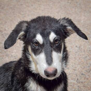 Rescue Husky and German Shepherd Dog Dogs for Adoption in Huntley, Illinois - Jarvis | PetCurious