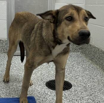 Rescue Shepherd and Mixed Breed Dogs for Adoption in Barnesville, Georgia - 25-157 Gayle | PetCurious