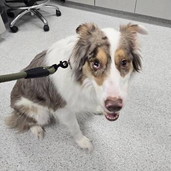 Australian Shepherd Dogs Available for Adoption - Harley | PetCurious