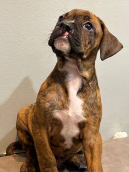 Elvis -  Boxer and Mixed Breed Dog for Adoption in Sharpsburg, Georgia - Elvis | PetCurious