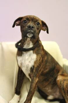 Beethoven in NH. Come Meet our Adoptable Dogs Wednesday-Saturday -  Boston Terrier and Boxer Dog for Adoption in Manchester, New Hampshire - Beethoven In NH. Come Meet Our Adoptable Dogs Wednesday-Saturday | PetCurious