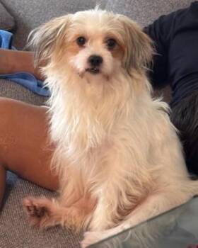 Maltese and Yorkshire Terrier Dogs Available for Adoption in Fort Lauderdale, Florida - LUNA | PetCurious