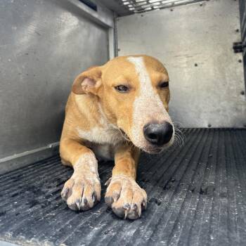 Manny -  Shepherd Dog for Adoption in Edinburg, Texas - Manny | PetCurious