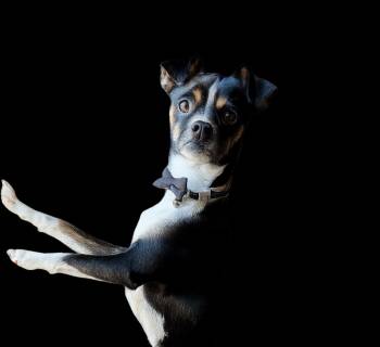 Rescue Rat Terrier Dogs for Adoption in Sylvania, Georgia - Marshmallow | PetCurious