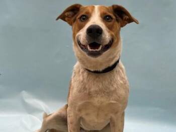 Turbo -  Labrador Retriever and Mixed Breed Dog for Adoption in Minneapolis, Minnesota - Turbo | PetCurious
