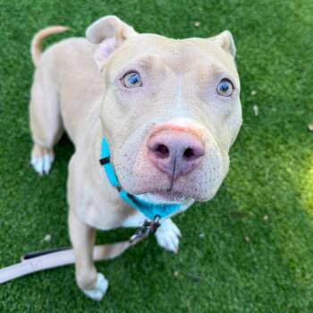 Remy -  Mixed Breed Dog for Adoption in Warwick, Rhode Island - Remy | PetCurious