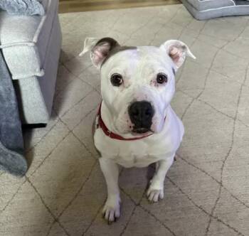 Ghost -  Pit Bull Terrier Dog for Adoption in Merrillville, Indiana - Ghost | PetCurious