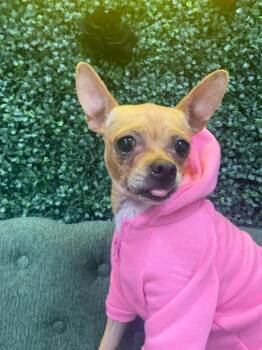 Gloria -  Chihuahua Dog for Adoption in Shawnee, Oklahoma - Gloria | PetCurious