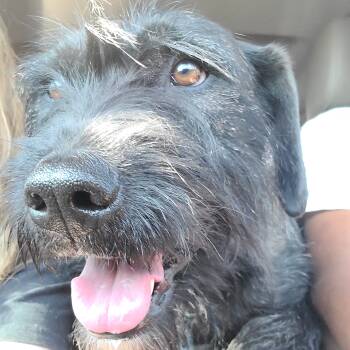 Nico -  Terrier and Schnauzer Dog for Adoption in Magnolia, Texas - Nico | PetCurious