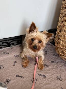 Yorkshire Terrier Dogs Available for Adoption in Plainfield, Illinois - Caddie In Foster Care  | PetCurious