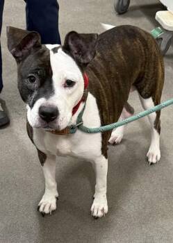 Pit Bull Terrier Dogs Available for Adoption - KAYLA | PetCurious