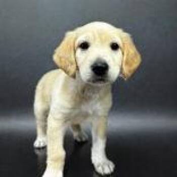 Zim -  Labrador Retriever Dog for Adoption in Portsmouth, Ohio - Zim | PetCurious