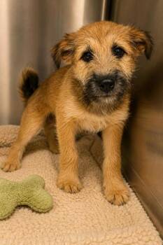 Victor -  Shiba Inu and Schnauzer Dog for Adoption in Malvern, Pennsylvania - Victor | PetCurious