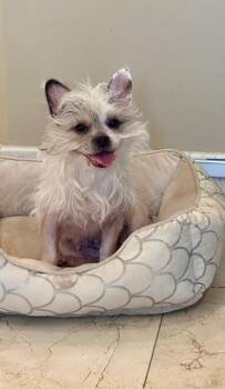 Yorkshire Terrier and Chinese Crested Dog Dogs Available for Adoption - Cookie | PetCurious