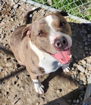 Pit Bull Terrier Dogs Available for Adoption in Billings, Montana - Ovulous Prime | PetCurious
