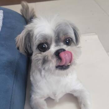 BENTLEY" -  Shih Tzu and Maltese Dog for Adoption in Springfield, Virginia - BENTLEY" | PetCurious