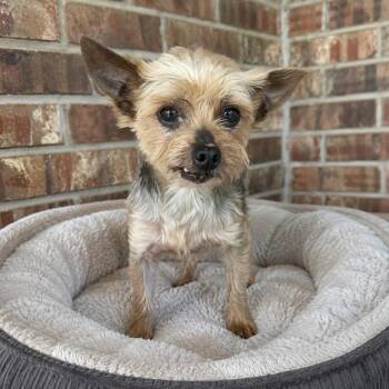 Reggie -  Yorkshire Terrier Dog for Adoption in Pelham, New Hampshire - Reggie | PetCurious