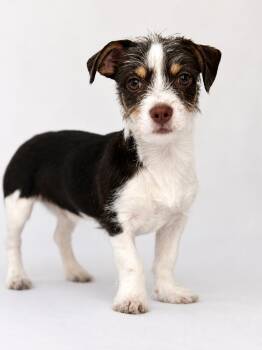 Dachshund Dogs Available for Adoption in Palo Alto, California - Trapper Keeper | PetCurious