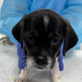 Elsie -  Mixed Breed Dog for Adoption in Westhampton, New York - Elsie | PetCurious