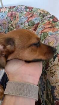 Brussels Sprouts -  Chihuahua and Miniature Pinscher Dog for Adoption in Carson City, Nevada - Brussels Sprouts | PetCurious