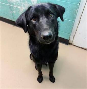 Beetlejuice -  Mixed Breed Dog for Adoption in Nashville, Tennessee - Beetlejuice | PetCurious