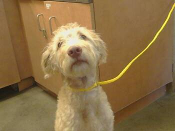 Poodle and Mixed Breed Dogs Available for Adoption in Sacramento, California - A916799 | PetCurious
