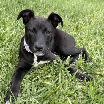Black Labrador Retriever Dogs Available for Adoption in Houston, Texas - CocoFendi | PetCurious