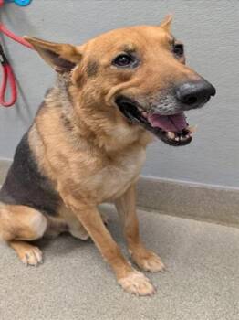 CORNELIUS -  German Shepherd Dog Dog for Adoption in Las Vegas, Nevada - CORNELIUS | PetCurious