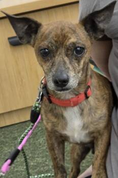 Hercules -  Chihuahua Dog for Adoption in San Tan Valley, Arizona - Hercules | PetCurious