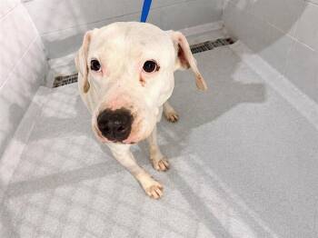 American Bulldog and Mixed Breed Dogs Available for Adoption in Winter Haven, Florida - A1264931 | PetCurious