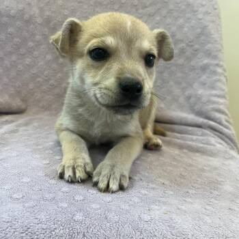 Pit Bull Terrier Dogs Available for Adoption in Kanab, Utah - Sugar Baby | PetCurious