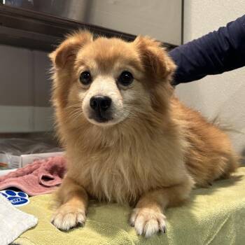 IVHS-Stray-143578 -  German Spitz Dog for Adoption in San Gabriel, California - IVHS-Stray-143578 | PetCurious