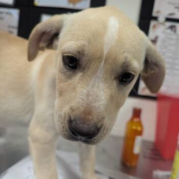 Hound and Labrador Retriever Dogs Available for Adoption in Parrish, Alabama - Tracy | PetCurious