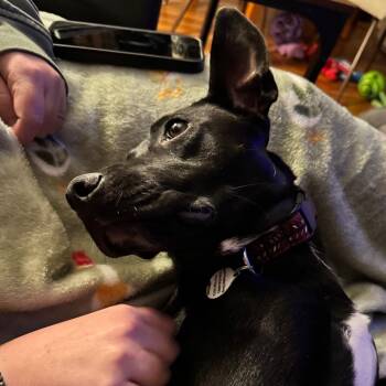 Wednesday -  Pit Bull Terrier and Mixed Breed Dog for Adoption in Kansas City, Missouri - Wednesday | PetCurious