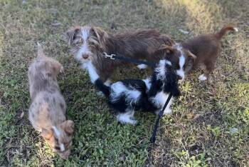 Australian Shepherd and Yorkshire Terrier Dogs Available for Adoption in Dalworthington Gardens, Texas - Applejack (Dolly PAWton Litter) | PetCurious