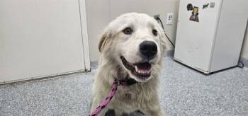 Great Pyrenees and Mixed Breed Dogs Available for Adoption in Rowlett, Texas - GRÖßE | PetCurious