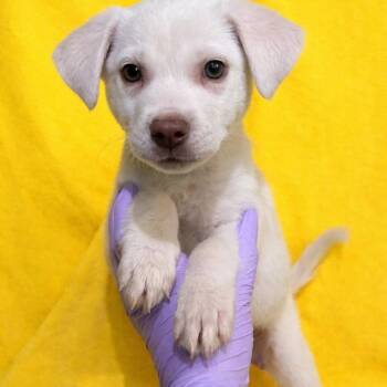 Yellow Labrador Retriever Dogs Available for Adoption - Billy | PetCurious