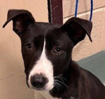 Terrier Dogs Available for Adoption in Bloomfield, Connecticut - Clover | PetCurious