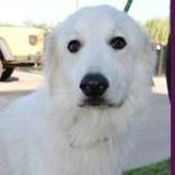 Dakota -  Great Pyrenees Dog for Adoption in Calverton, New York - Dakota | PetCurious