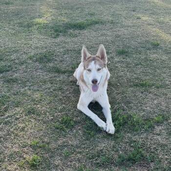 Rescue Siberian Husky Dogs for Adoption in Gilbert, Arizona - Luna | PetCurious