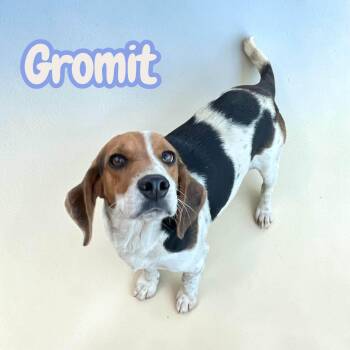 Gromit - sweet, cuddly and fun -  Beagle Dog for Adoption in Chuckey, Tennessee - Gromit - Sweet, Cuddly And Fun | PetCurious