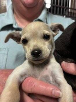 Chihuahua Dogs Available for Adoption in Bothell, Washington - Daisy | PetCurious