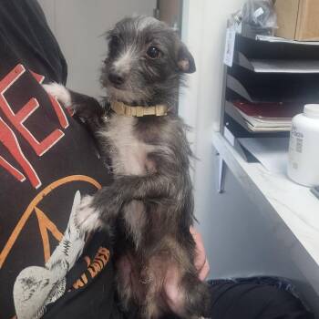 Terrier Dogs Available for Adoption - Parker | PetCurious