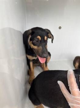 Rescue Doberman Pinscher and Mixed Breed Dogs for Adoption in Houston, Texas - A639682 | PetCurious
