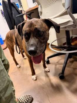 Bodi -  Boxer and Labrador Retriever Dog for Adoption in Austin, Texas - Bodi | PetCurious